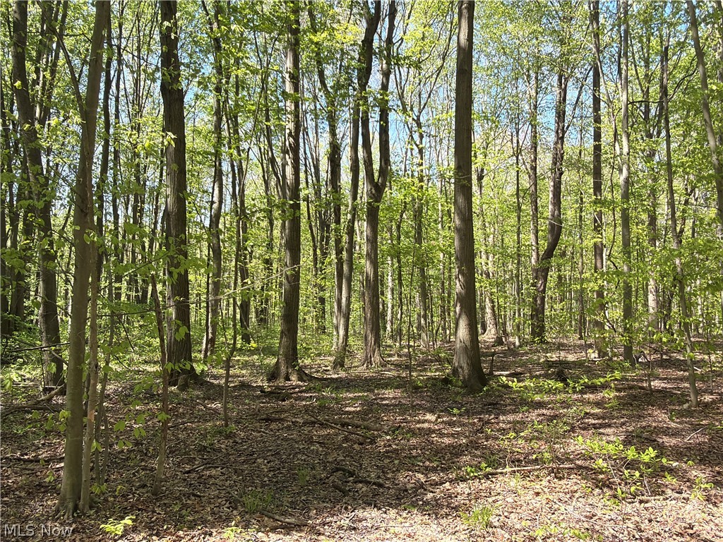 Station Road Columbia Station, OH 44028 - Photo 17 of 22 Mature wooded lot featuring verdant foliage and natural ground cover