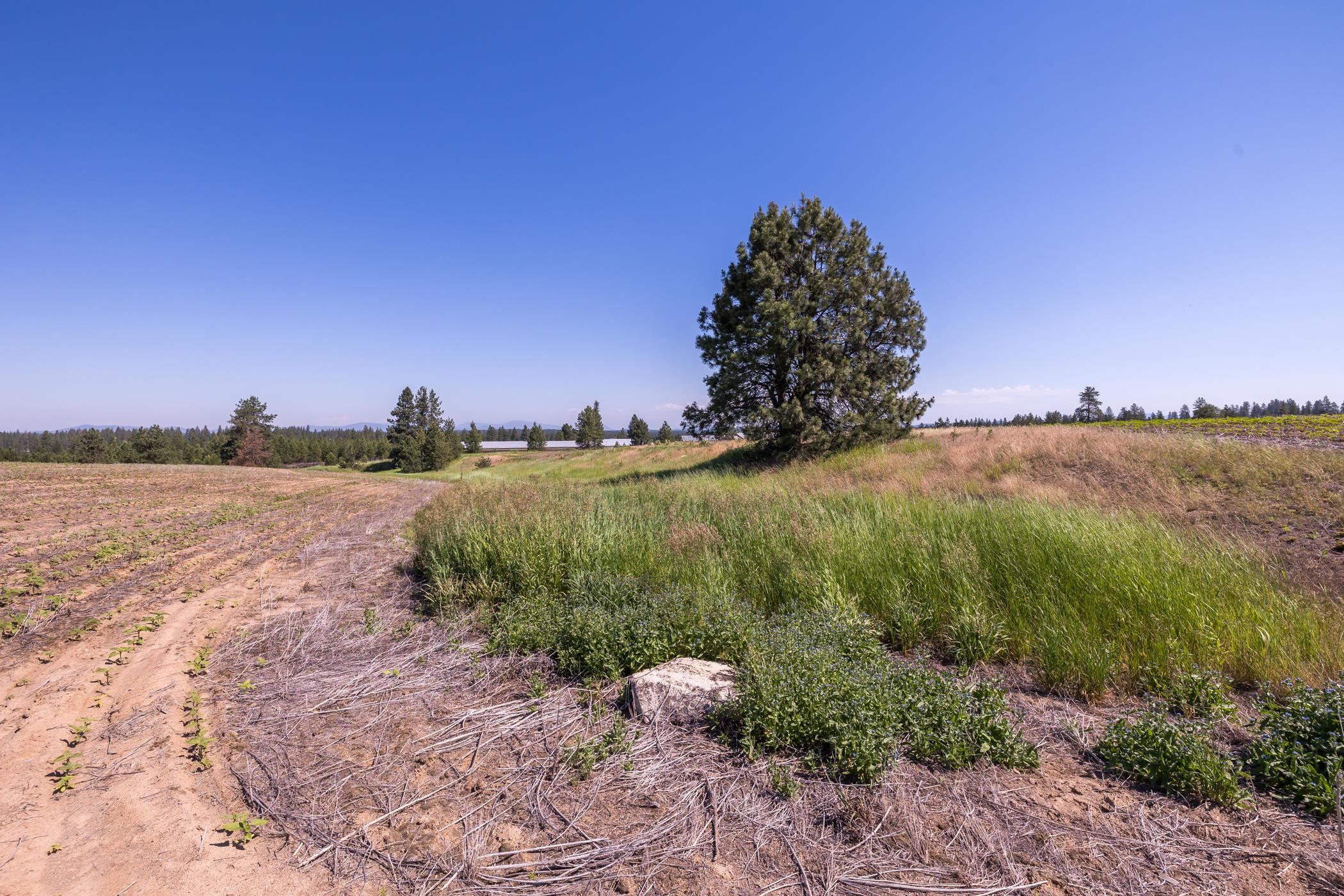 918 West Wild Rose Road Colbert, WA 99005 - Photo 25 of 29