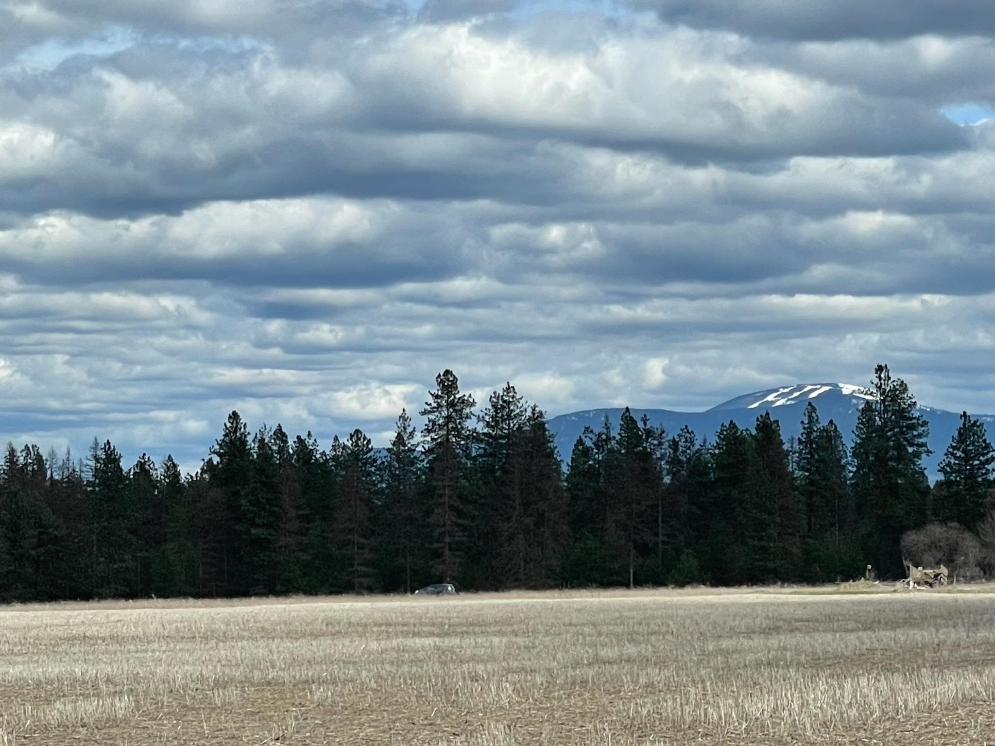 918 West Wild Rose Road Colbert, WA 99005 - Photo 7 of 29