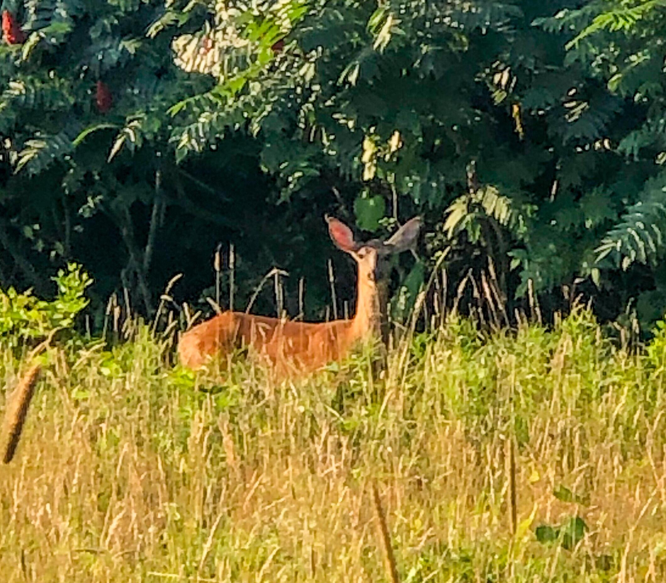 280 Harbor Point Road Barnstable, MA 02675 - Photo 22 of 23 280 long pasture:deer