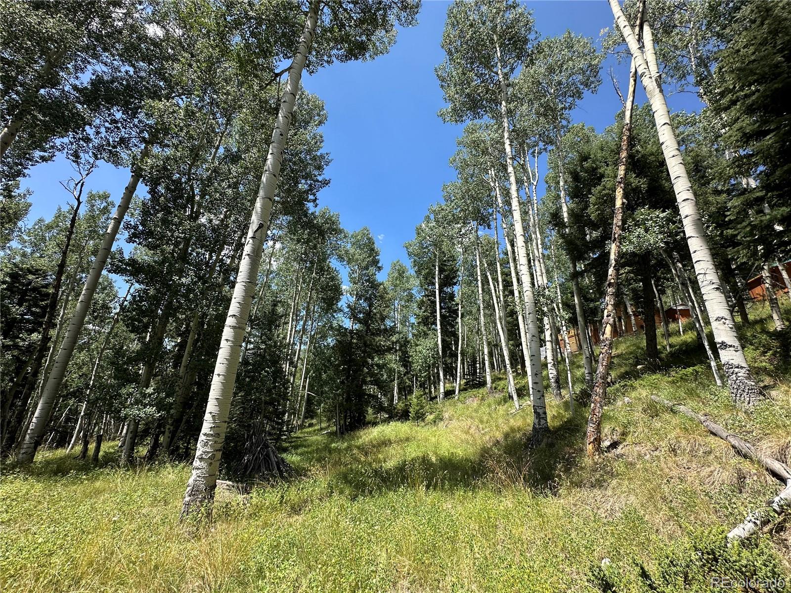 a big yard with lots of green space and trees