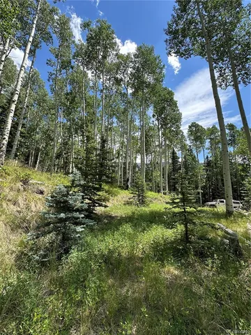 a view of a park with large trees