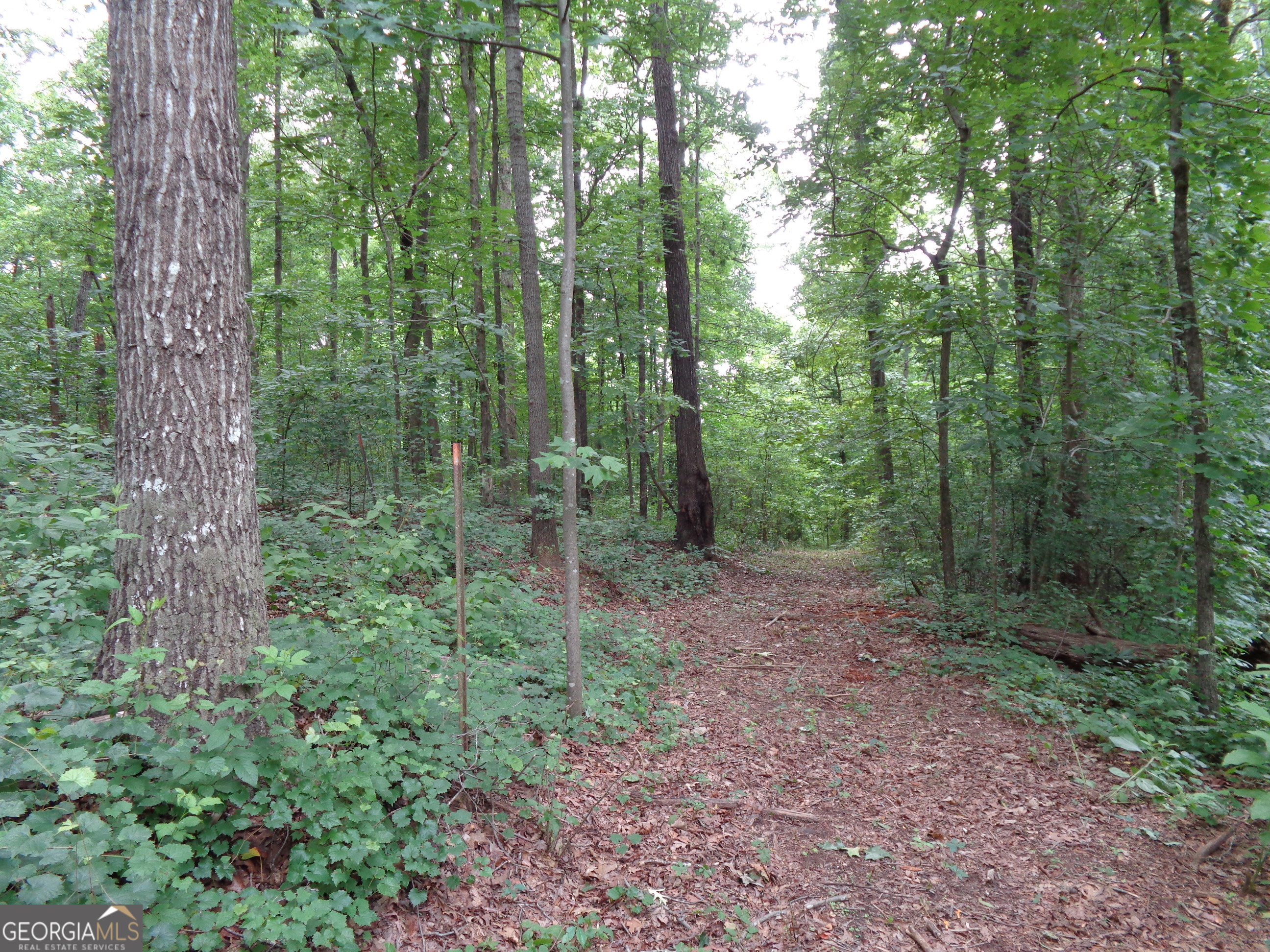2411 Kesler Road Carnesville, GA 30521 - Photo 32 of 61 a view of a forest that has large trees