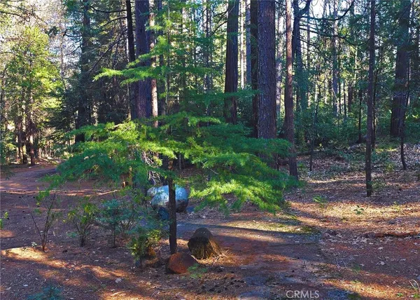 a view of a backyard with a trees and plants