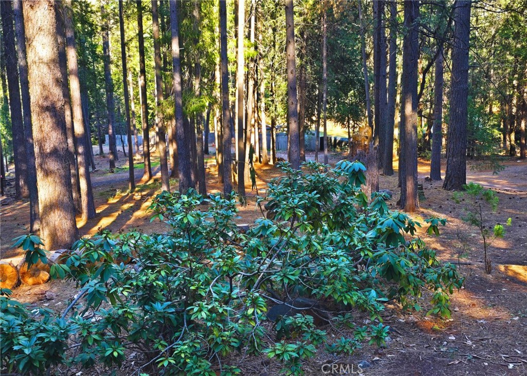 38 Weiss Hill Road Oroville, CA 95966 - Photo 25 of 27 a view of outdoor space with trees