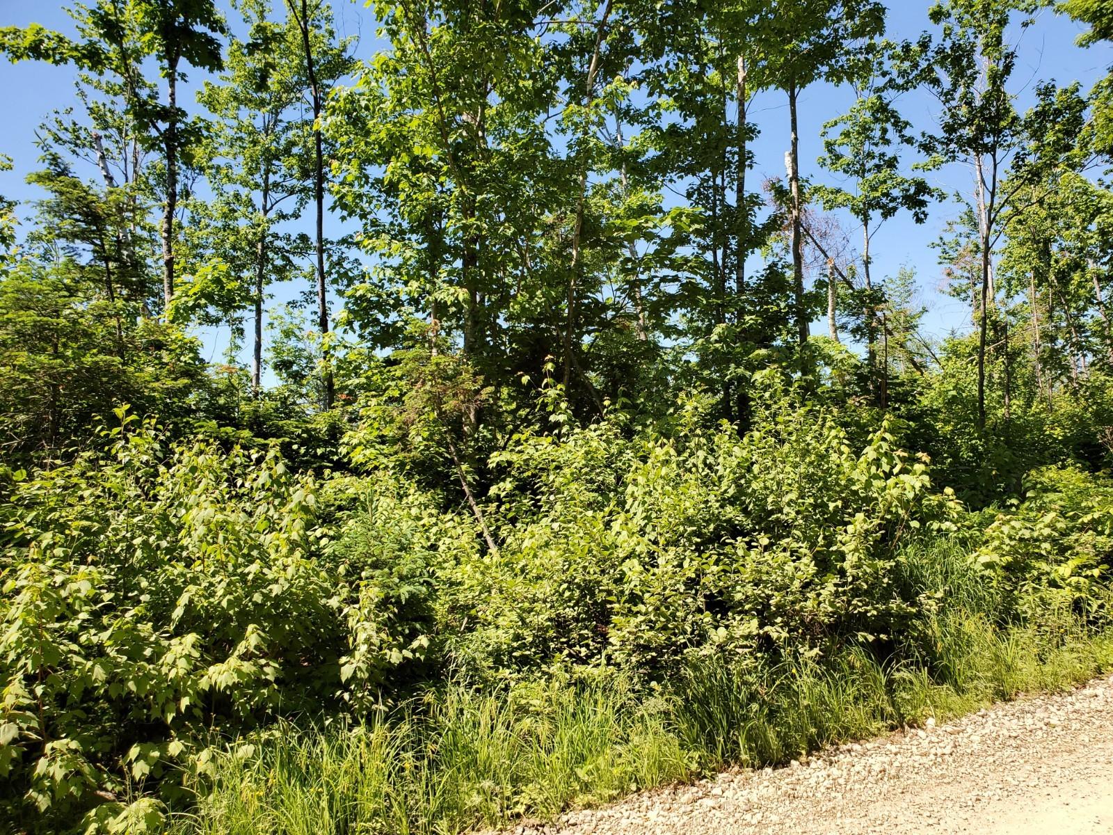 Lot #1 Mountain Road Hersey, ME 04780 - Photo 3 of 3 20200616_101743