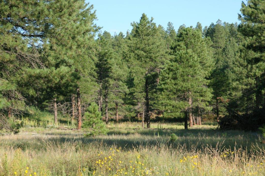 7337 Forest Service 122 Road Happy Jack, AZ 86024 - Photo 5 of 33