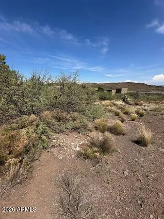 a view of a dry yard with large trees