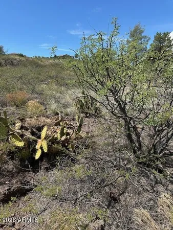 a view of a field with trees in background