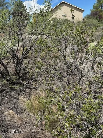 a view of a tree in a yard