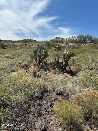 a view of a field with an ocean and trees