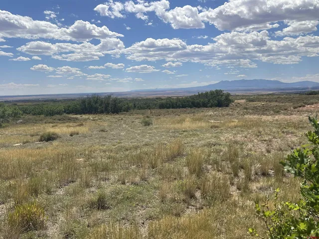 a view of a bunch of trees in a field