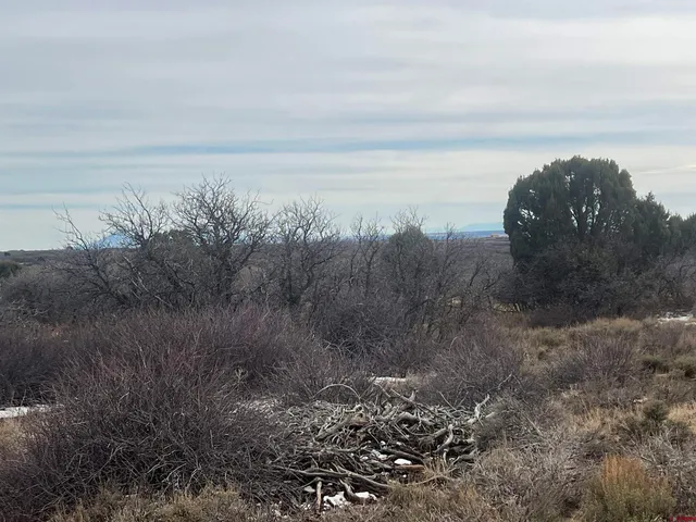 a view of a dry yard with large trees