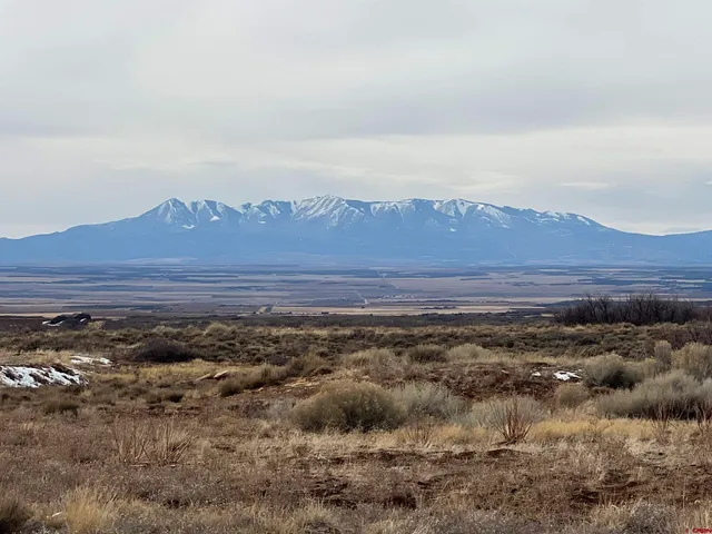 a view of a dry yard with trees