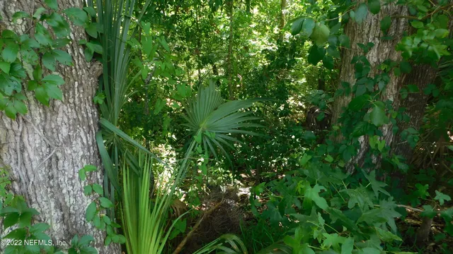 a view of a plant in a garden