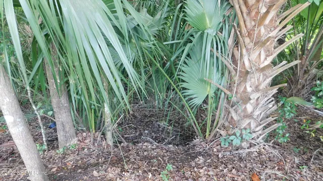 a close up of a plant in a garden