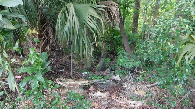 a close up of a plant in a garden