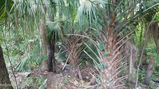 a view of a plant in a forest