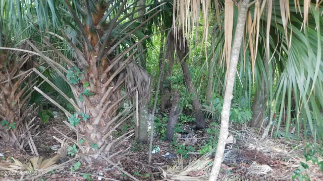 a plant is in middle of the forest