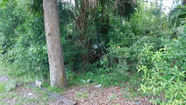 a view of a lush green forest