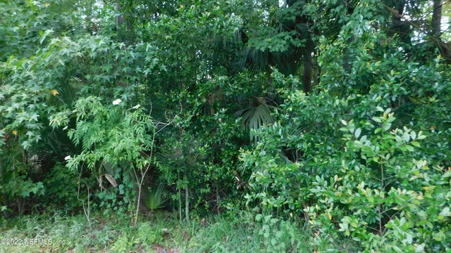 a view of a lush green forest