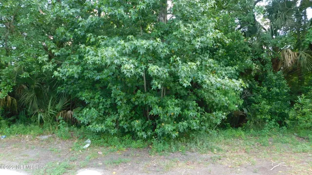 a view of a yard with plants and large trees
