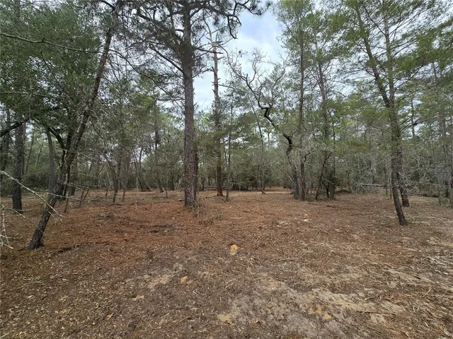 a view of a forest with trees in the background