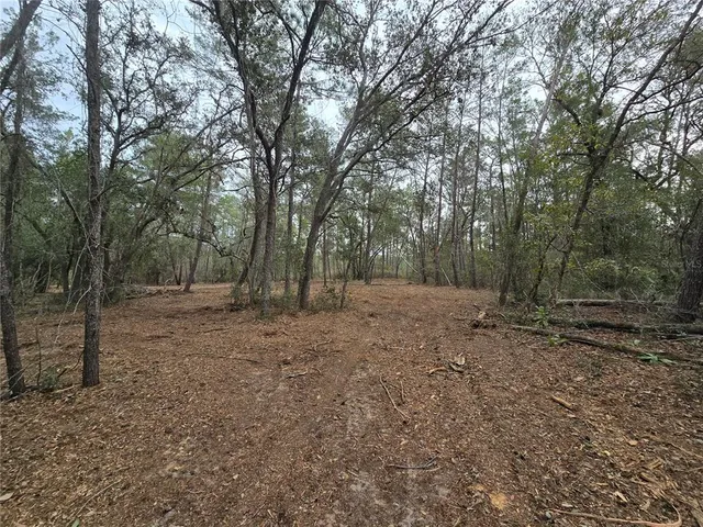 a view of a forest with trees in the background