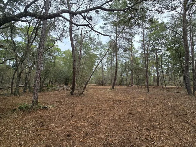 a view of dirt yard with a tree