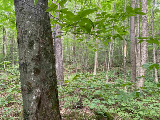 $215,000 | 0 Maple Street, Jay, VT 05859