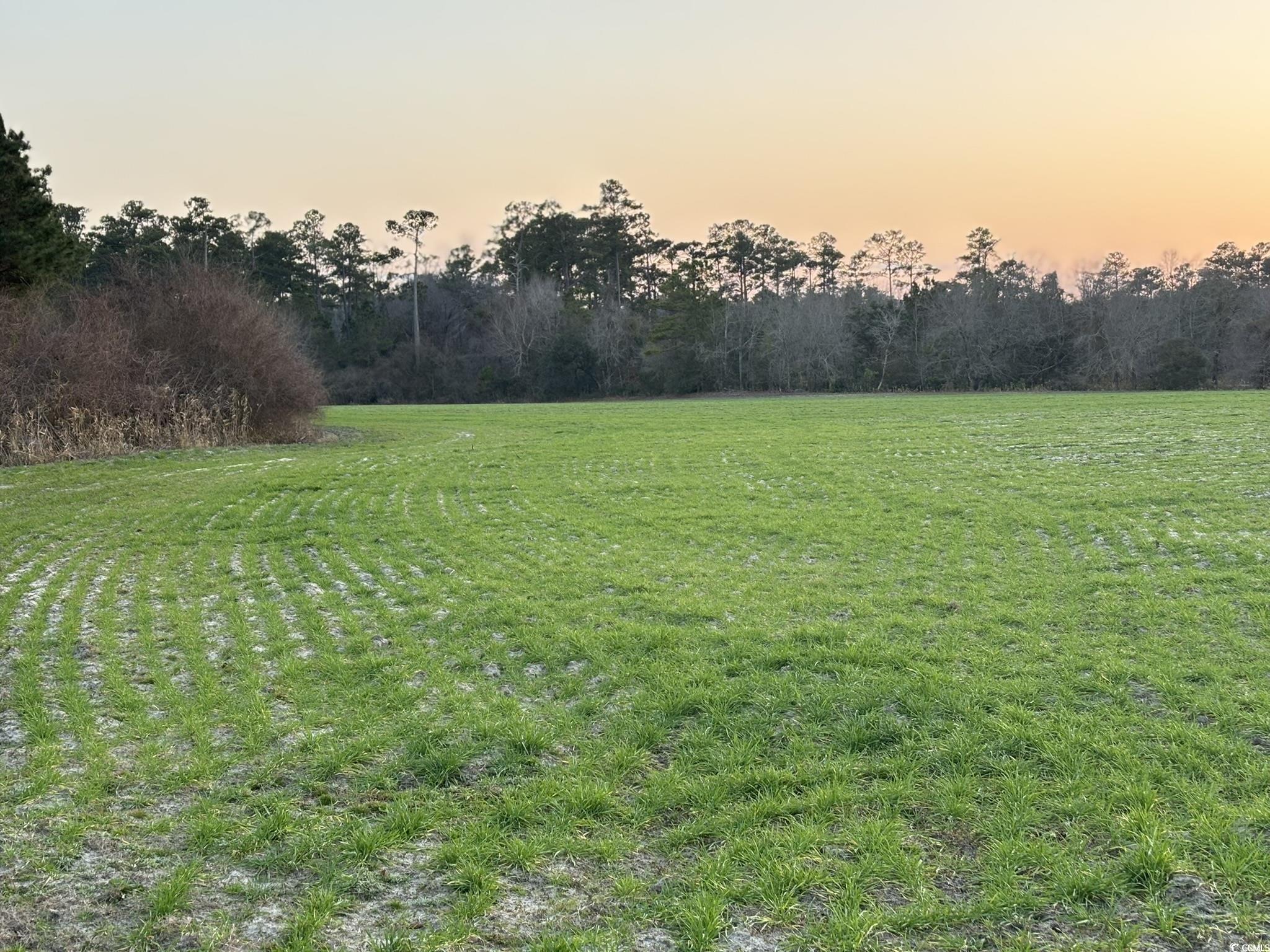 300 Clio Road Loris, SC 29569 - Photo 7 of 10 Yard at dusk featuring a rural view