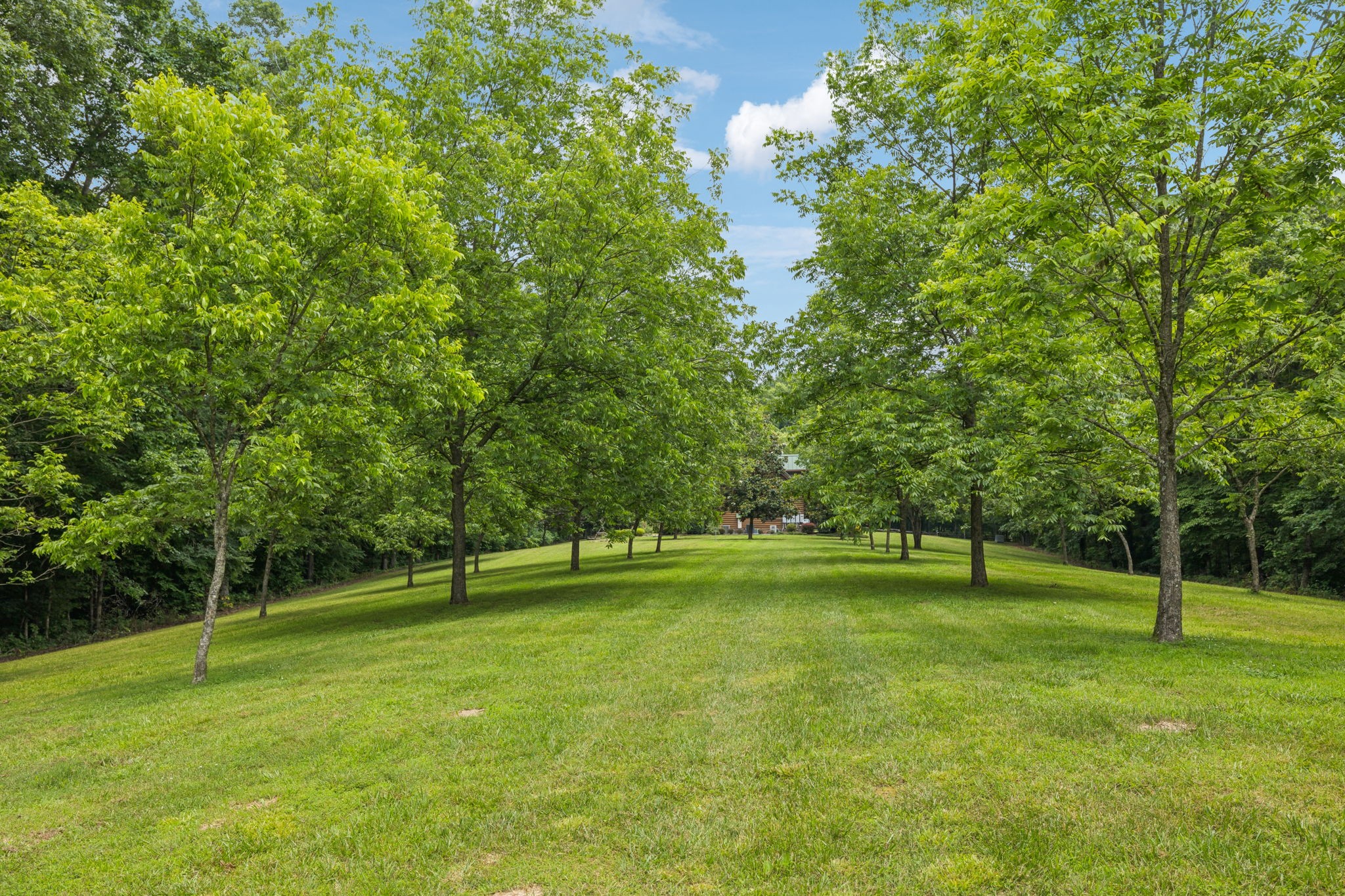 196 Moore Road Westpoint, TN 38486 - Photo 15 of 89 a view of a trees in a park