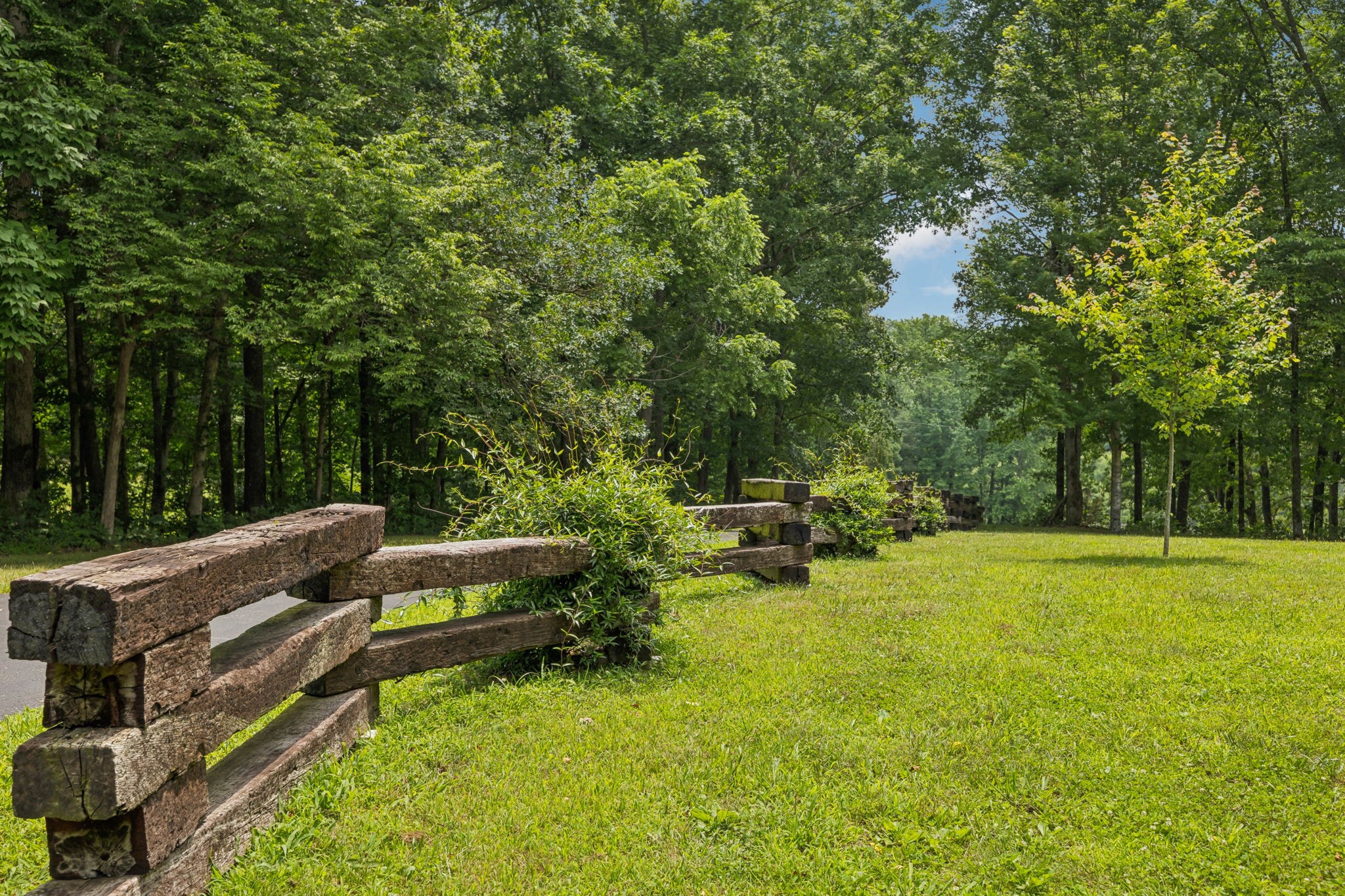 196 Moore Road Westpoint, TN 38486 - Photo 47 of 89 a view of backyard with lawn chairs and large trees