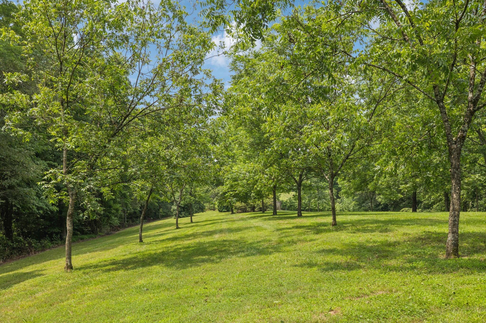 196 Moore Road Westpoint, TN 38486 - Photo 75 of 89 a view of a park