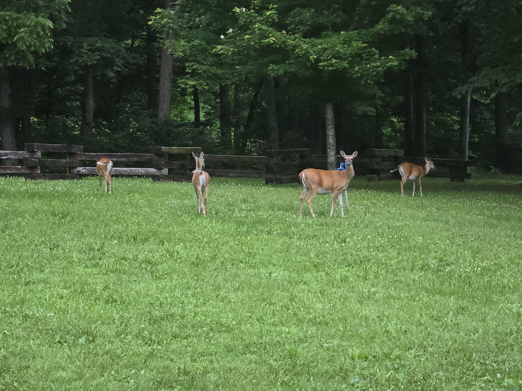 196 Moore Road Westpoint, TN 38486 - Photo 78 of 89