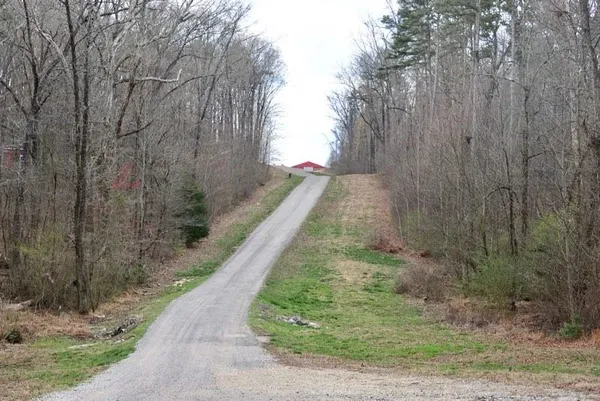 a view of a yard with large trees