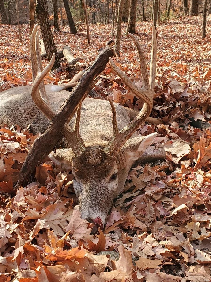 36 County Road 4055 Rhineland, MO 65069 - Photo 5 of 7