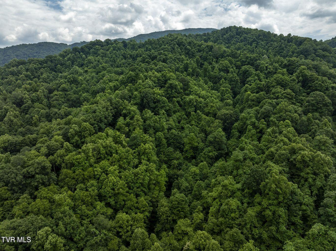 Tbd Whitehead Hollow Road Roan Mountain, TN 37687 - Photo 2 of 7 whitehead 2