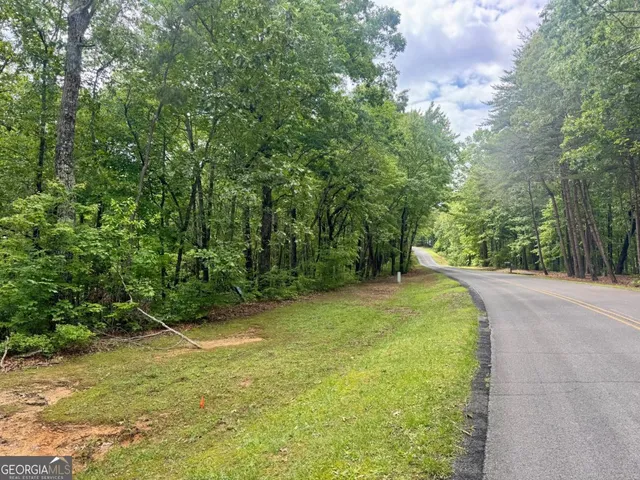 a view of a forest with trees in the background