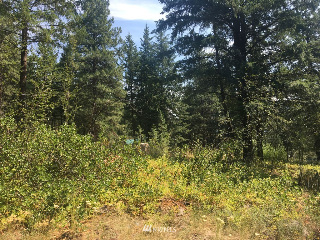 3 Fawn Road Winthrop, WA 98862 - Photo 3 of 16 a view of a yard with a tree