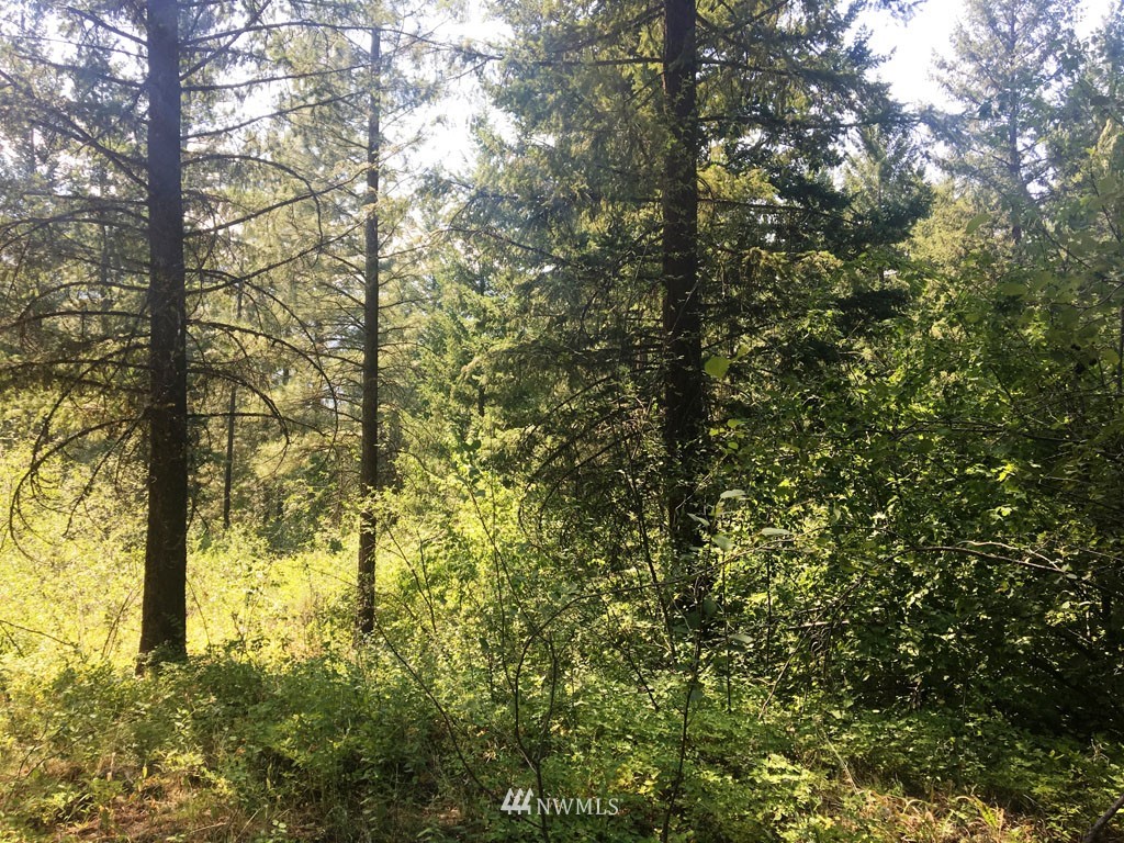 3 Fawn Road Winthrop, WA 98862 - Photo 7 of 16 a view of forest