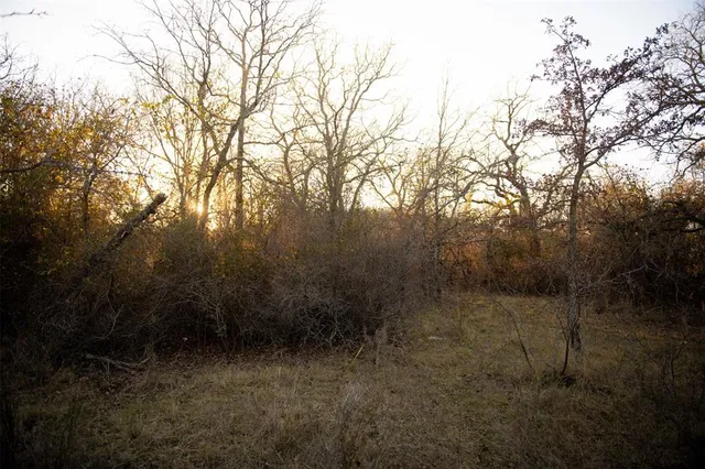a view of a yard with a tree