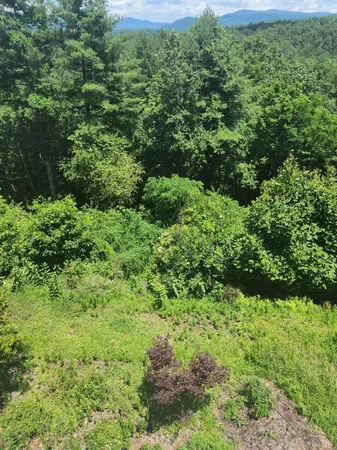 a view of a garden