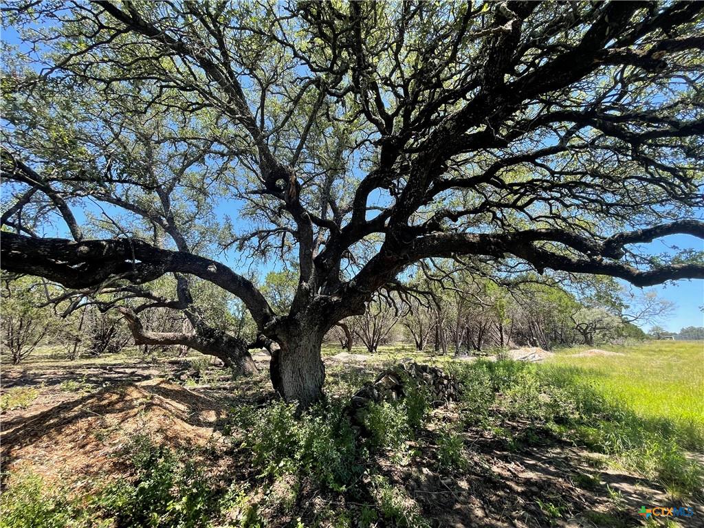 Lot 65 Estate View Circle Lampasas, TX 76550 - Photo 7 of 18 a yard with tall trees