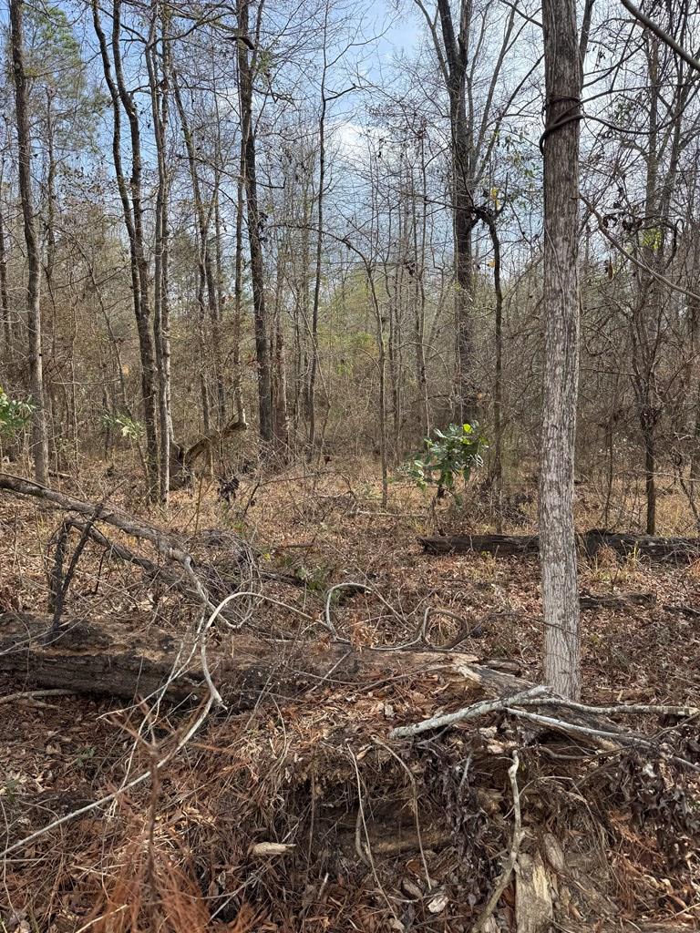 0 Singer Lane Abbeville, AL 36310 - Photo 5 of 5