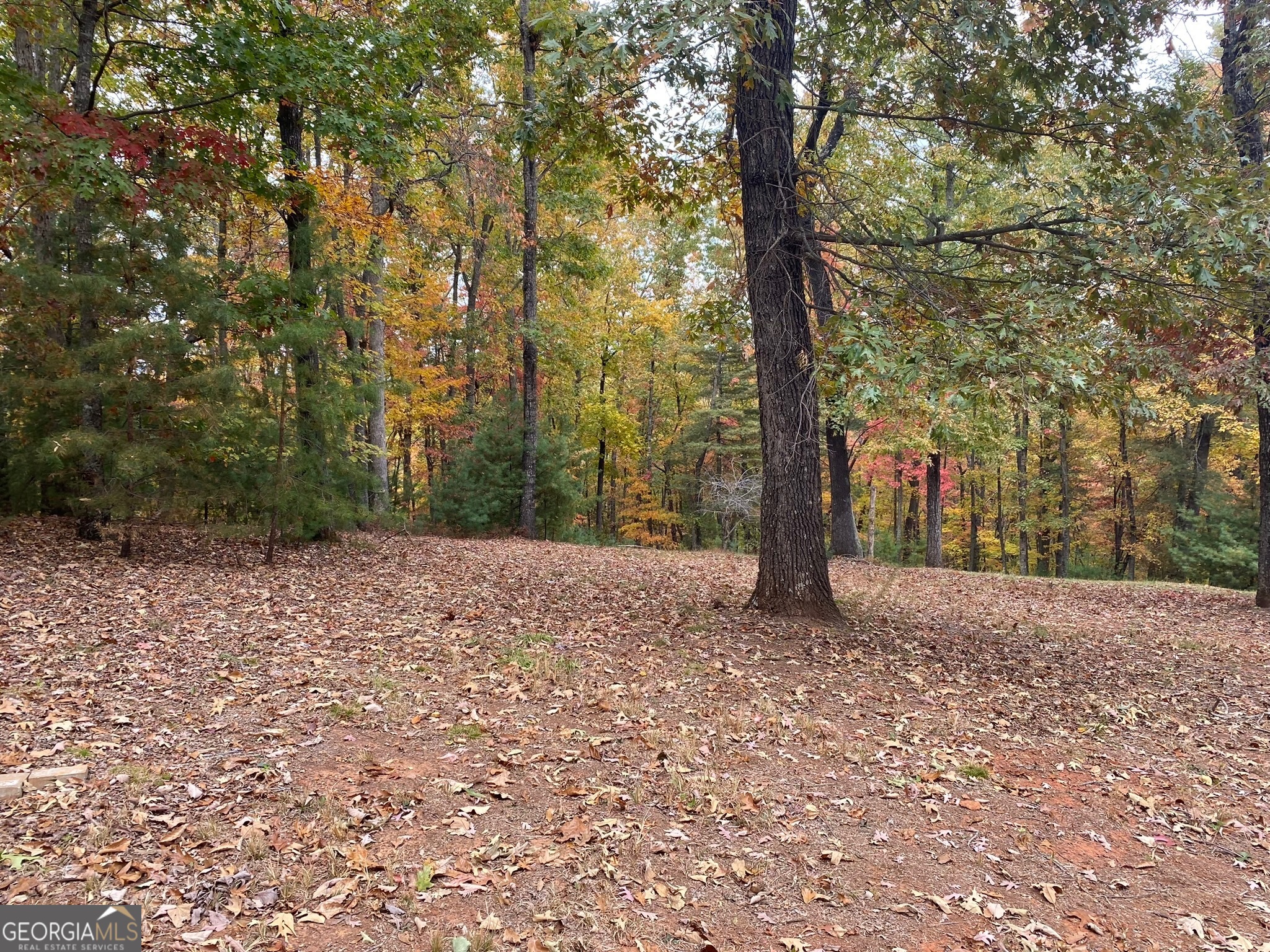 0 Stancil Dyer Road Dahlonega, GA 30533 - Photo 31 of 43 a view of a trees with a tree