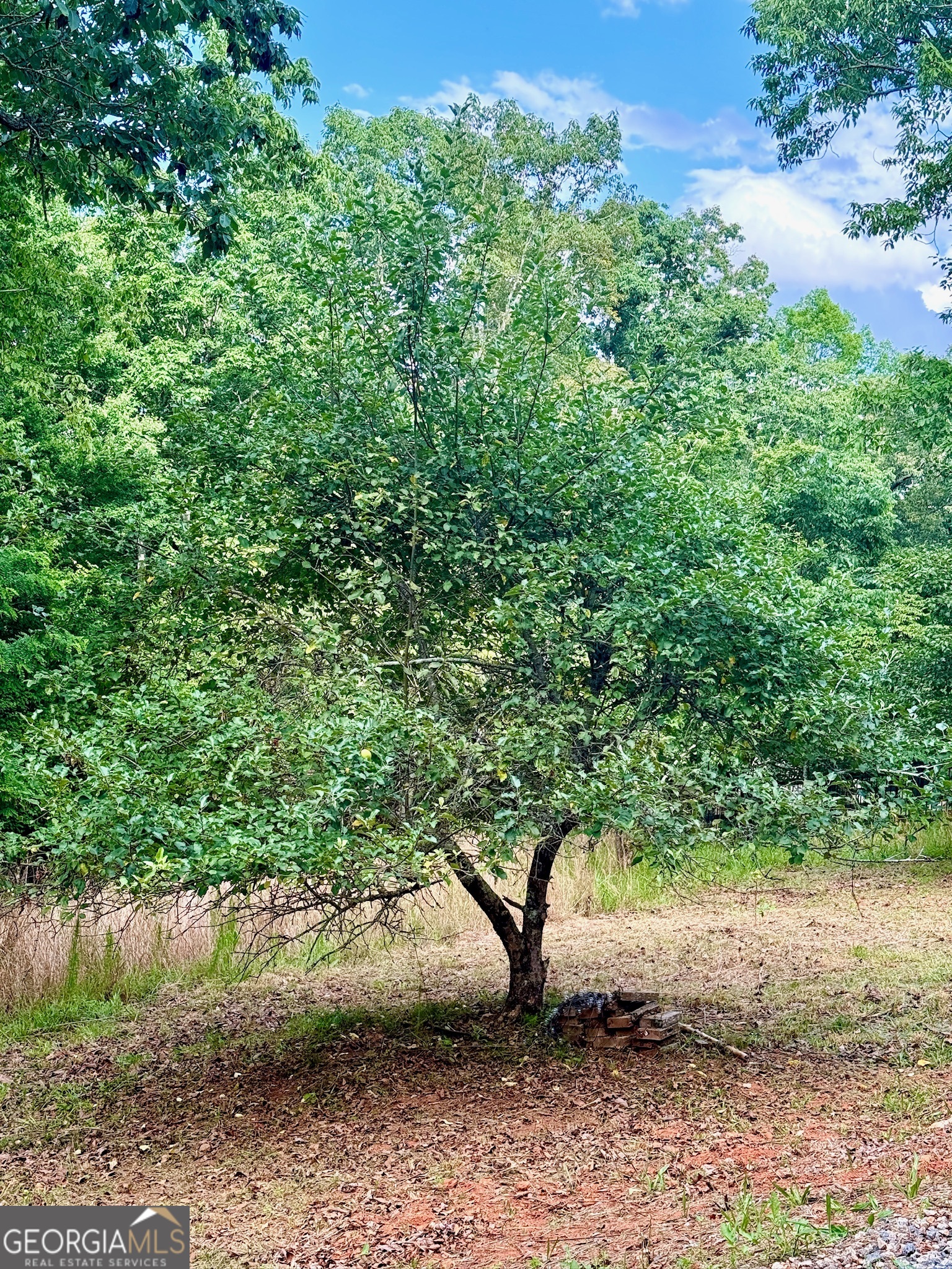 0 Stancil Dyer Road Dahlonega, GA 30533 - Photo 36 of 43 a view of a tree in a yard
