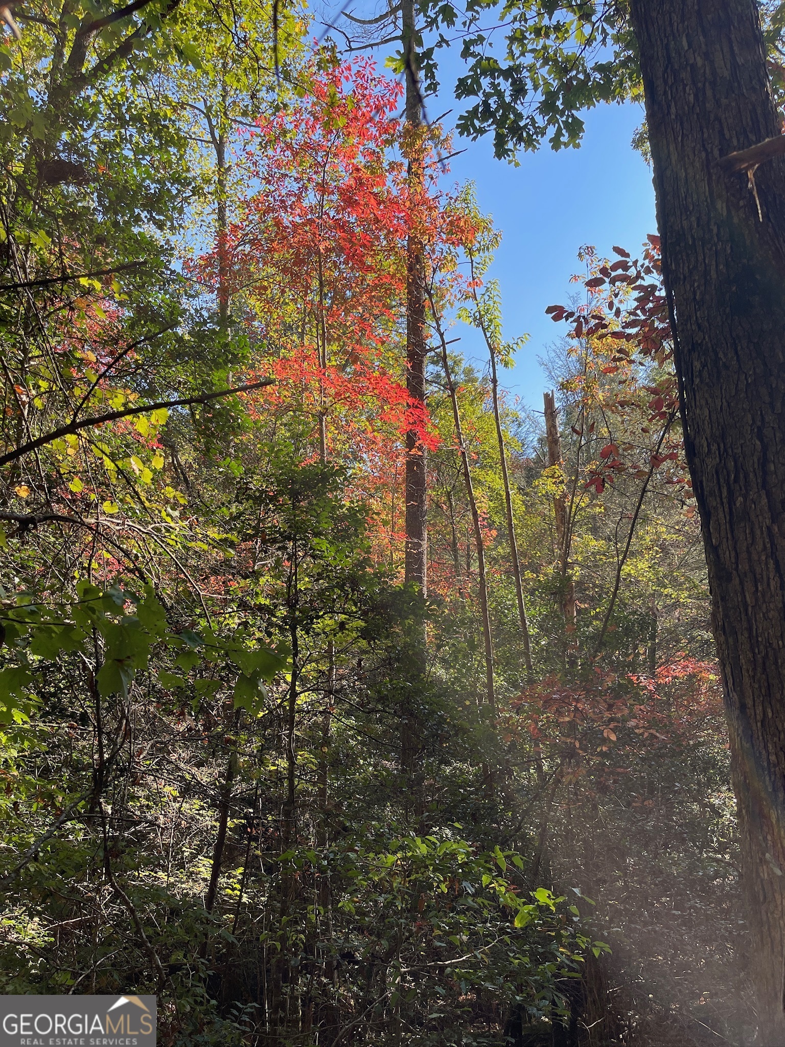 0 Stancil Dyer Road Dahlonega, GA 30533 - Photo 42 of 43 a view of a forest with a tree