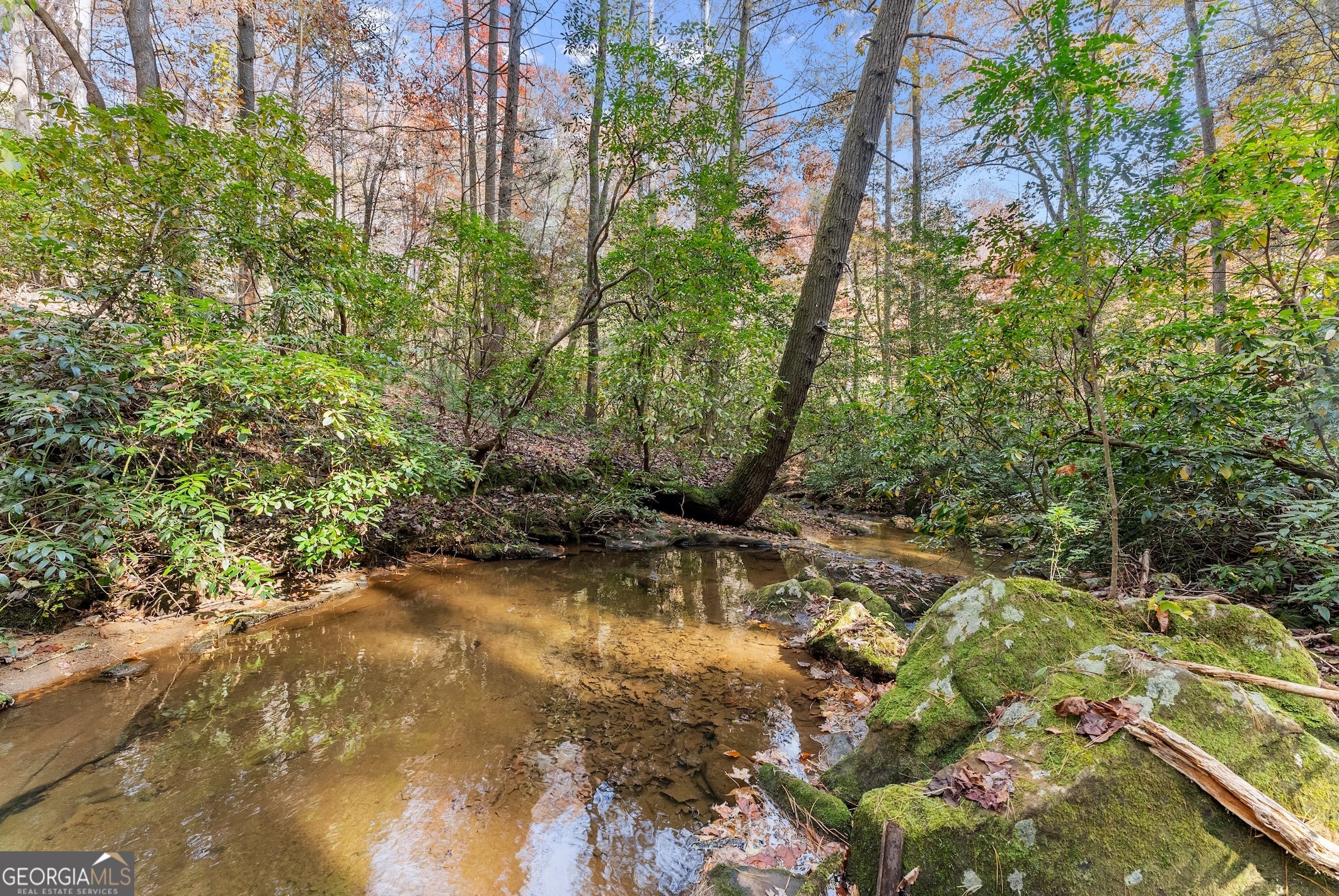 0 Stancil Dyer Road Dahlonega, GA 30533 - Photo 8 of 43 a view of a yard with plants and large trees