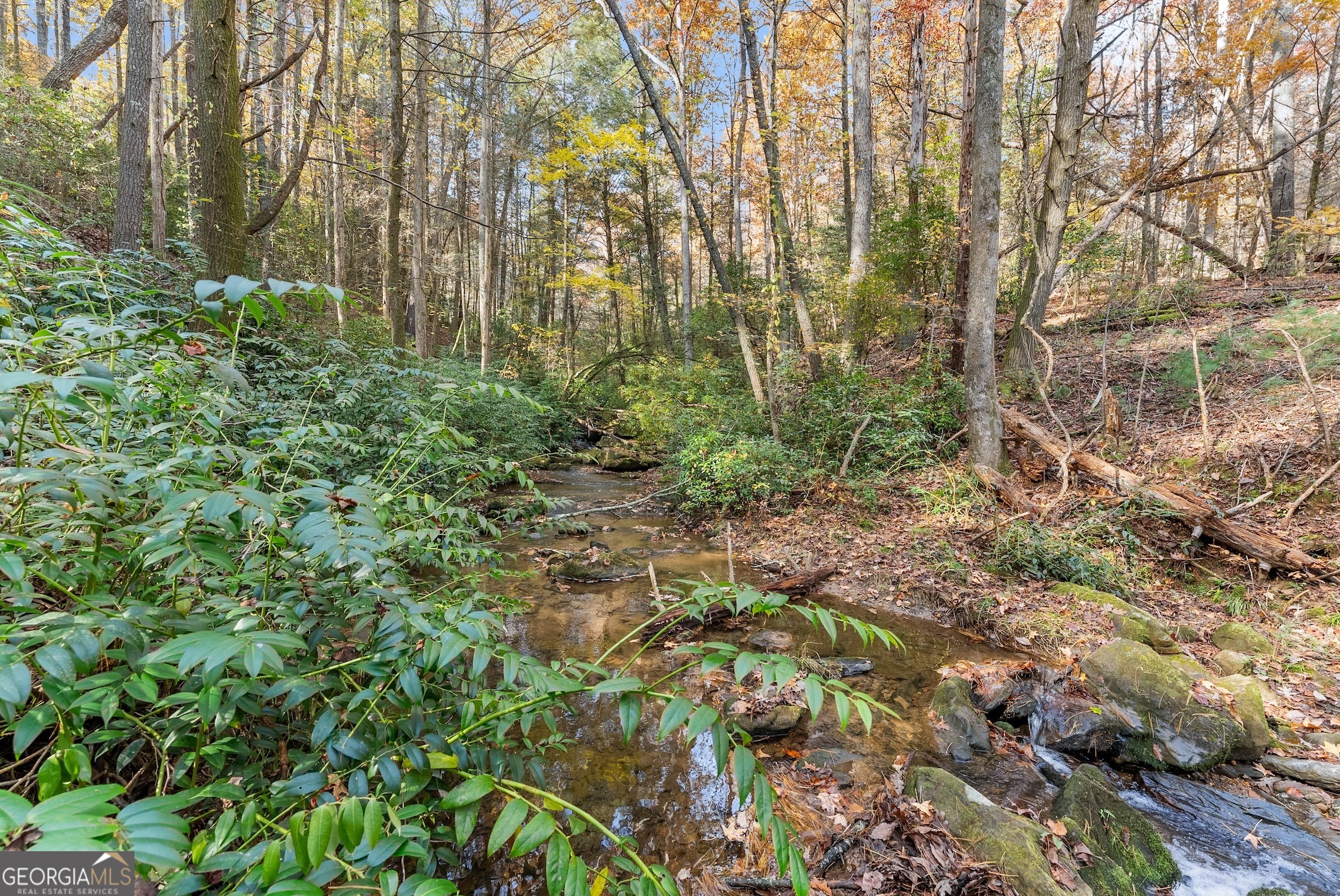 0 Stancil Dyer Road Dahlonega, GA 30533 - Photo 9 of 43 a view of a forest with trees